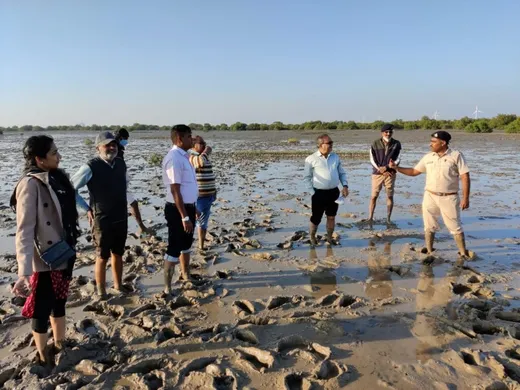 Vising mangrove nursery and plantation site in coastal areas of Jakhau in Dec 2020