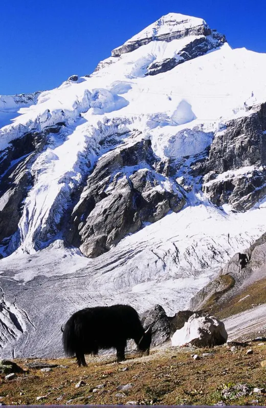 August 2004 : Yaks on the lower slopes of Adi Kailash