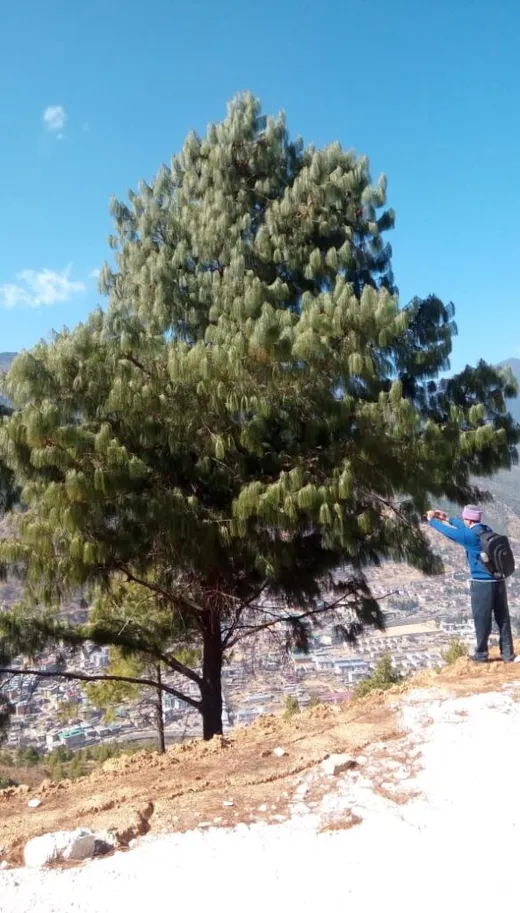 Kala Sir during Our Bhutan visit collecting needles of Pinus Bhutanica
