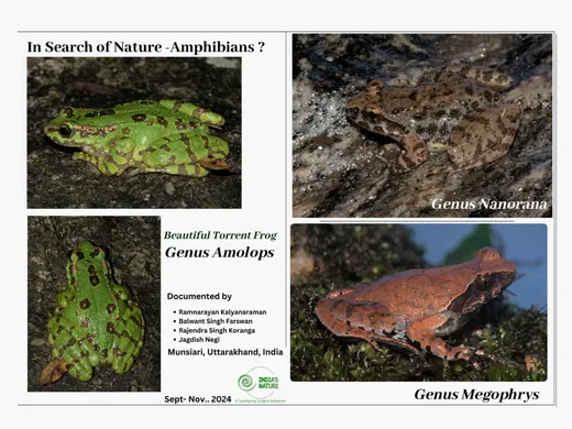 We missed a novel frog, so now we are very keen to document a lot more amphibians, in and around Munsiari