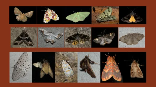 August 2021 : One Night of Mothing in the Himalaya