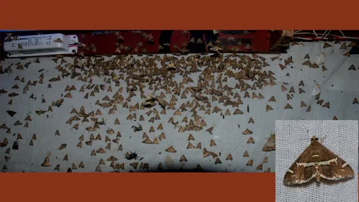 Moth Screen at Munsiari (12th Aug 2023) - Mass Emergence of a Beet Webworm Moth (Spoladea recurvalis)