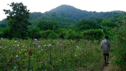 In North Andhra, GVK our partner and CL (with whom i work) are developing landscape zoning to use areas effectively. To the back of the picture you se the nature zone where nature has a priority, then an agroforestry zone where nature + human economics work and to the front the multi crops with cotton for economics. This is the 3 zone approach for land planning