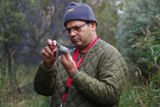 In a bird banding session at Netherlands