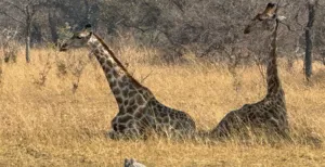 While in Africa