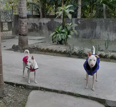 Other 2 Members of our Family:Himawari & Shinchan