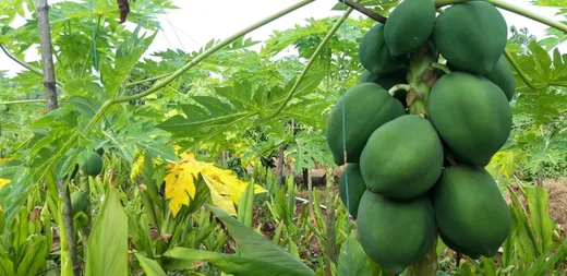 My organic experiment