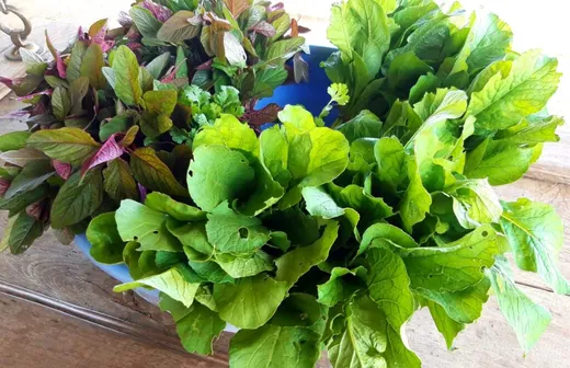 Organic Greens