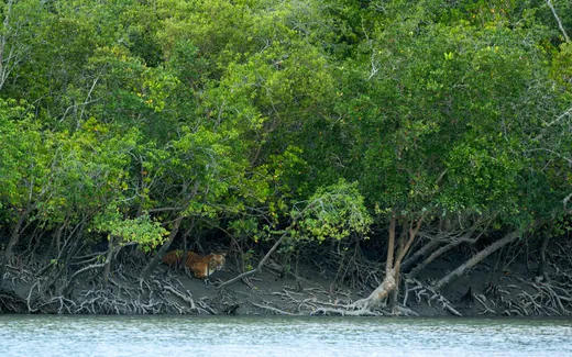 Sundarbans is more about habitat than tiger