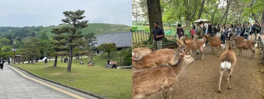 Nara Park, Japan
