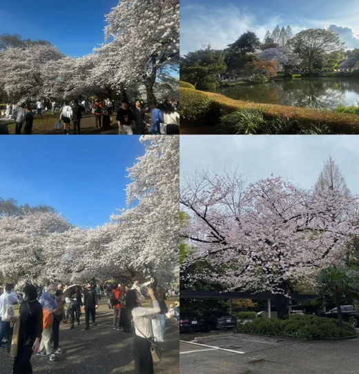 Cherry Blossom in Tokyo