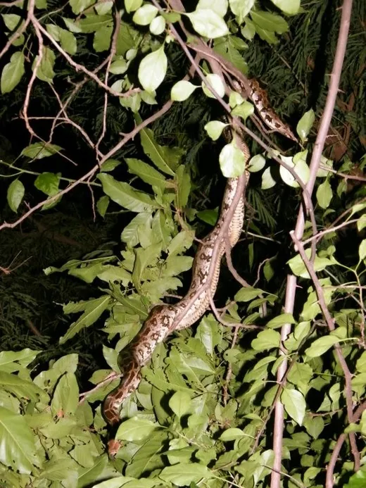 A walk around the campus was a great experience in itself, finding pythons hanging from random trees, and peacocks roaming around casually was also very intriguing