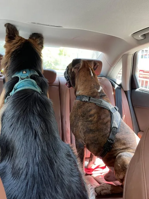 Jayant's stress busters , his furry friends.