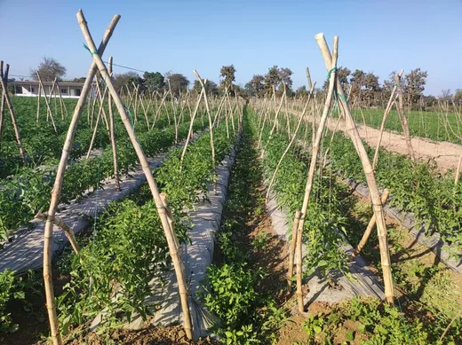 The Farm