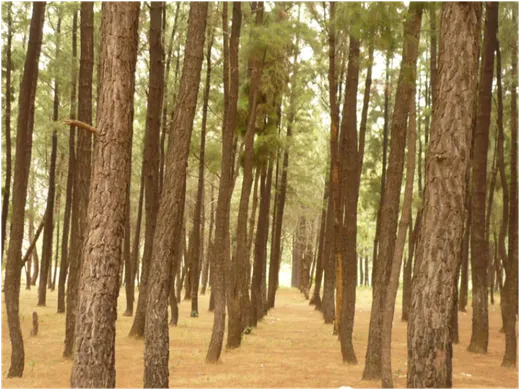 Site visit to a monoculture plantation during one of the field trips