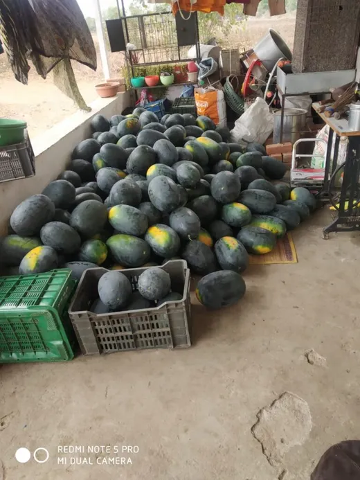The harvest